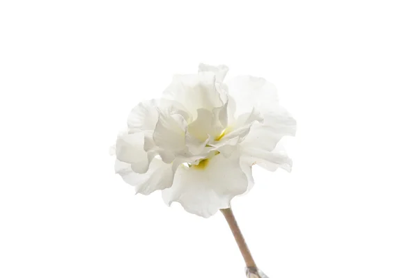 Vit vårblomma — Stockfoto