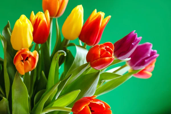 Bunte Tulpenblüten — Stockfoto