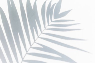 Gölge hurma yaprakları