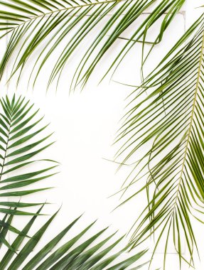 Areca palmiye yaprakları çerçeve