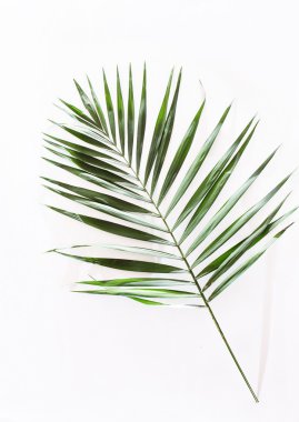 Areca palmiye yaprakları