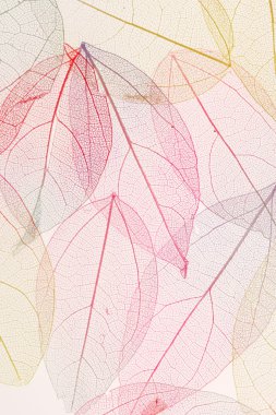 renkli yaprakları arka plan