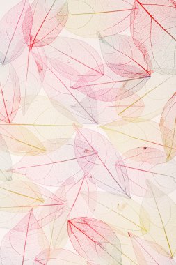 renkli yaprakları arka plan