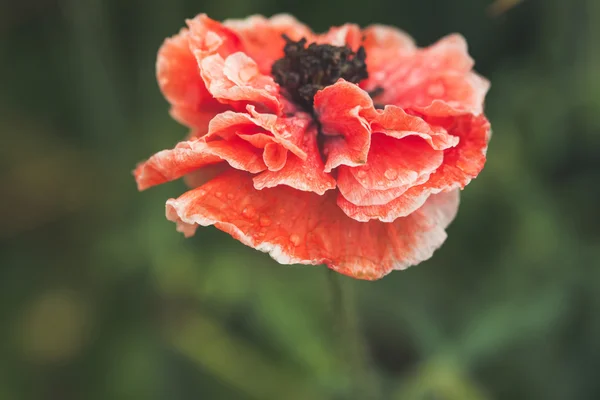 Blooming red poppy flower — Stock Photo, Image