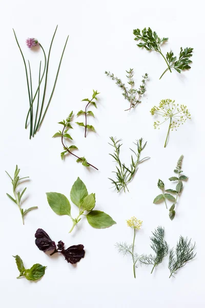 Beyaz arka planda taze bitkiler — Stok fotoğraf