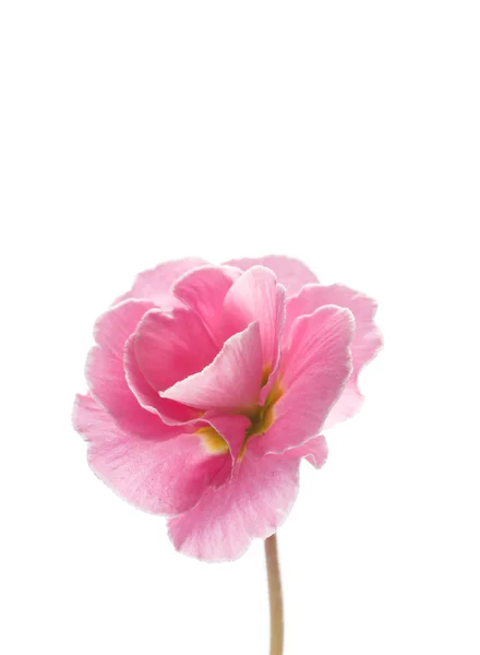 Spring pink flower — Stock Photo, Image