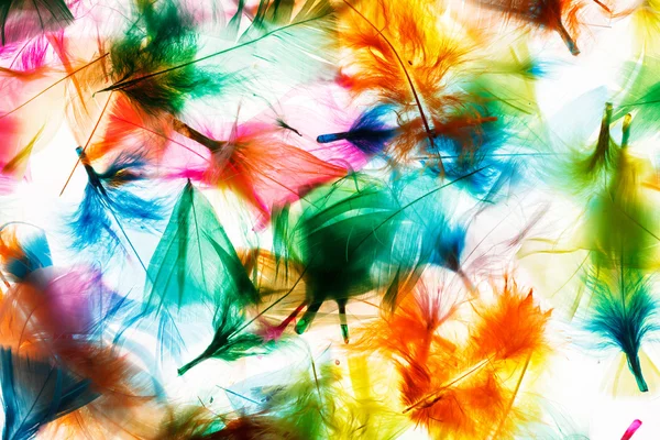 Colorful feathers background — Stock Photo, Image