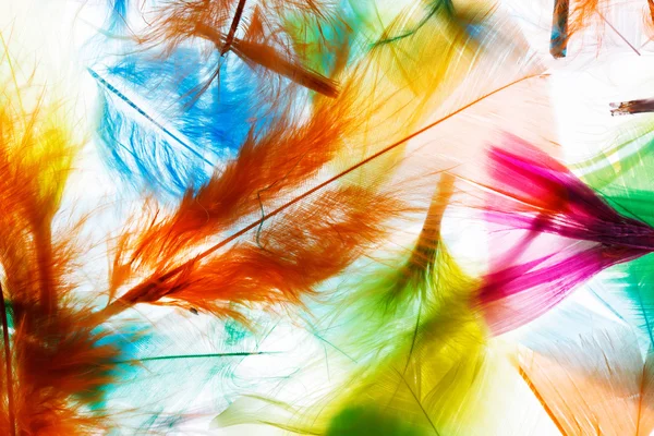 Colorful feathers background — Stock Photo, Image