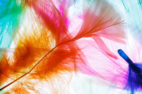 Colorful feathers background — Stock Photo, Image