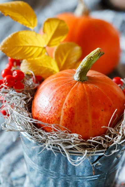 Pumpkin and berryies autumn decoration — Stock Photo, Image