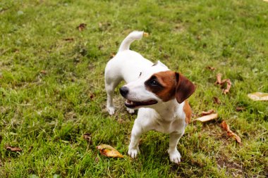 jack Russell terrier çimenlerin üzerinde