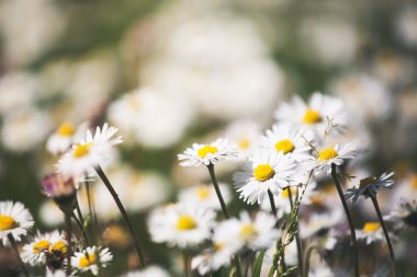 Yaz çayır camomiles ile