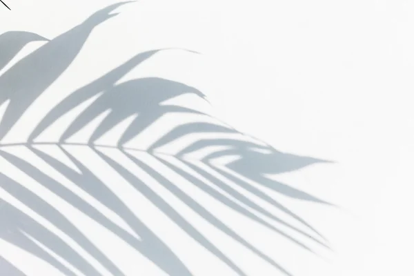 Cień liścia palmy — Zdjęcie stockowe