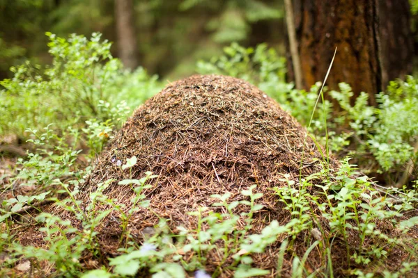 Großer Ameisenhaufen im Wald — Stockfoto