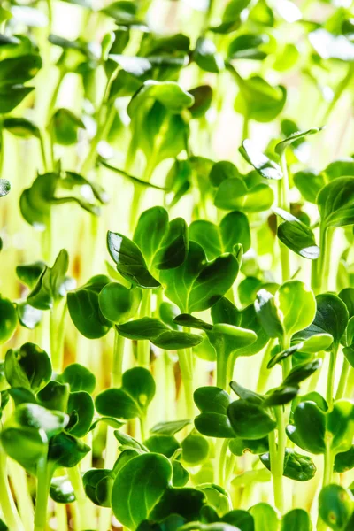 Nutritious green sprouts — Stock Photo, Image