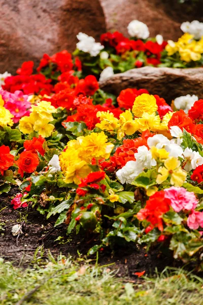 Barevné begonia květiny — Stock fotografie