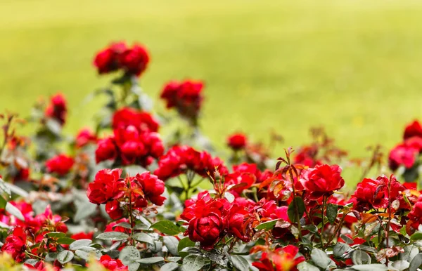 Czerwone róże w parku — Zdjęcie stockowe
