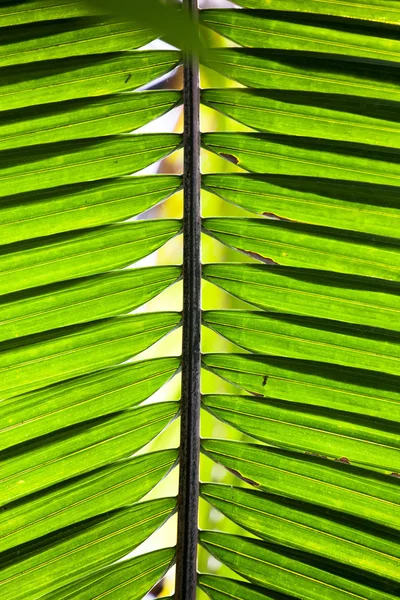 Texture des feuilles de palmier vert — Photo