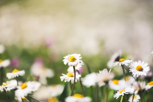 Prairie d'été avec des camomilles — Photo