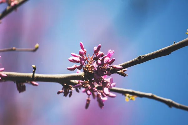 Spring blooming branch — Stock Photo, Image