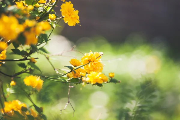 黄色的小花 — 图库照片