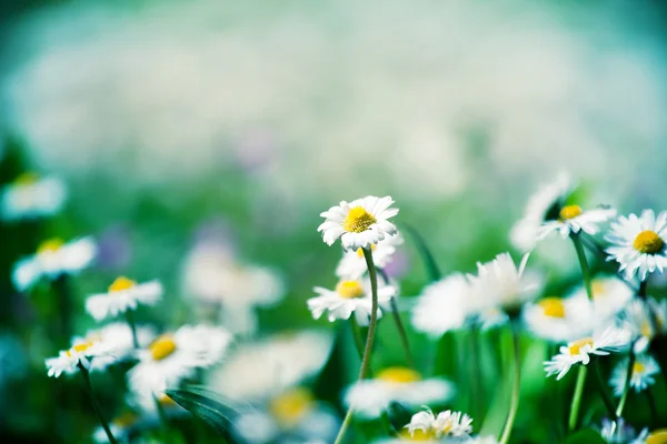 Pradera de verano con manzanillas — Foto de Stock