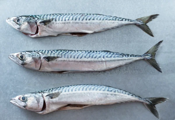 新鮮なサバ魚 — ストック写真