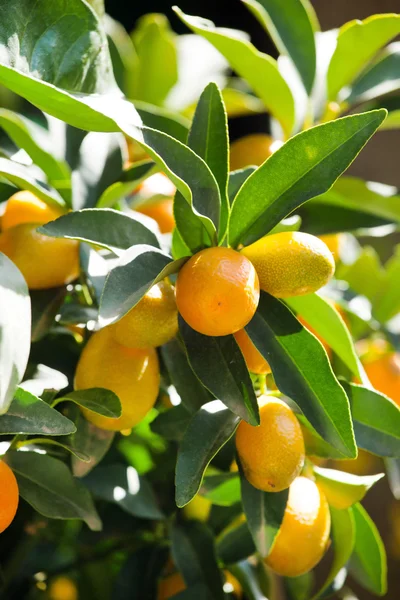 Kumquat växt med frukter — Stockfoto