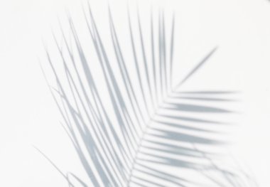 Gölge hurma yaprağı