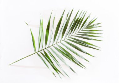 Areca palmiye yaprağı