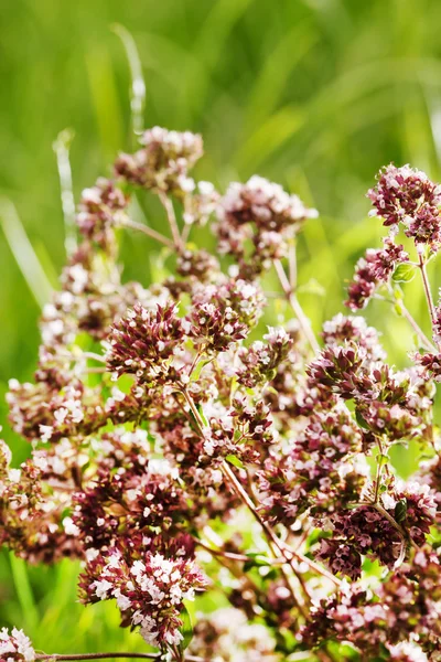 Herbes fraîches d'origan — Photo