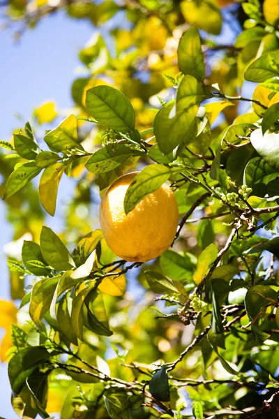 Reife Zitrone am Baum — Stockfoto