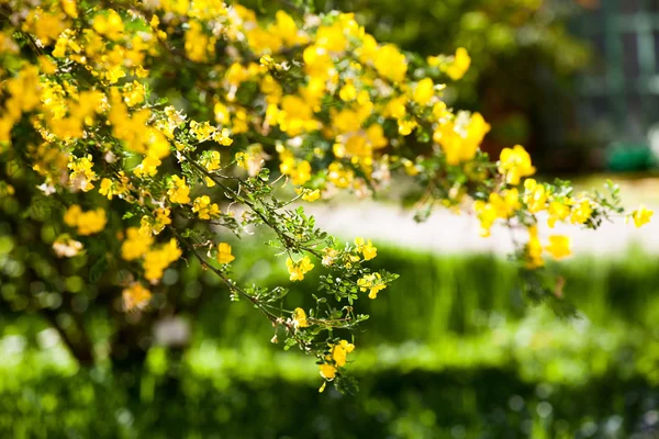 Pequenas flores amarelas — Fotografia de Stock