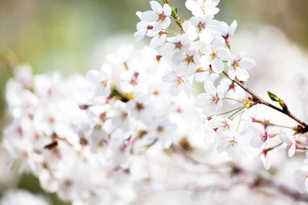 Spring apricot twig in blossom — Stock Photo, Image