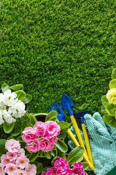 Lentebloemen op groen gras — Stockfoto