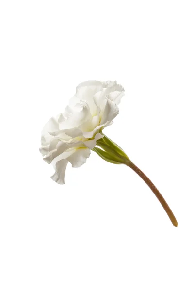 白色春天的花朵 — 图库照片