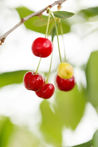 Bagas de cereja no jardim — Fotografia de Stock