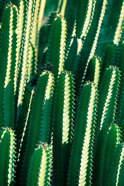 Green cactus under the sun — Stock Photo, Image