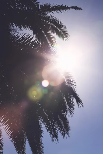 Palm tree in sunny day — Stock Photo, Image