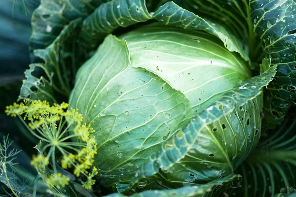 Ripe cabbage in the garden — Stock Photo, Image