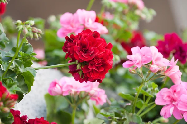 Garden geranium flowers — Stock Photo, Image