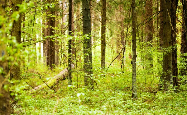 Voorjaarsgroen bos — Stockfoto