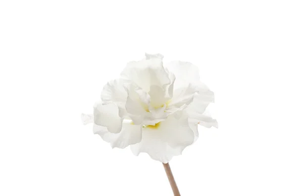 Weiße Frühlingsblume — Stockfoto