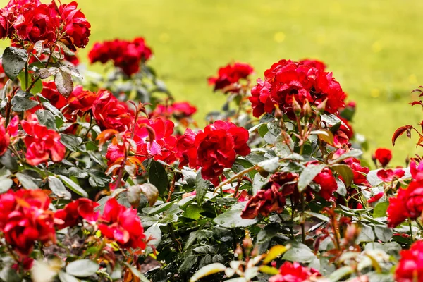 Red roses in the park — Stock Photo, Image