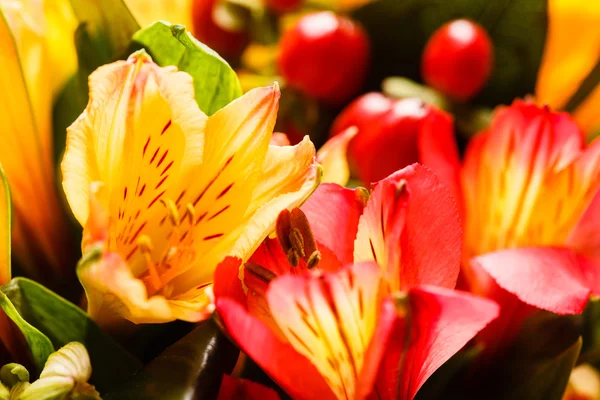 Schöne helle Blumen — Stockfoto