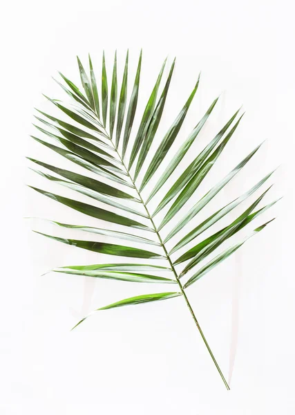 Areca palmbladeren — Stockfoto
