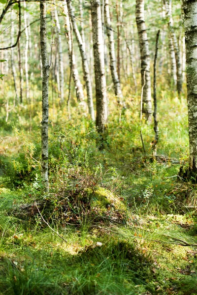 Sommerwald mit Birken — Stockfoto
