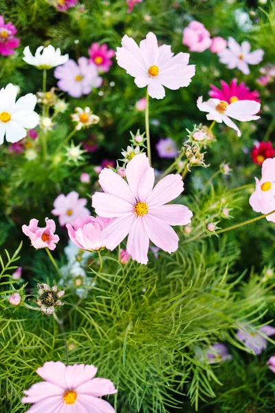Růžové letní květiny — Stock fotografie