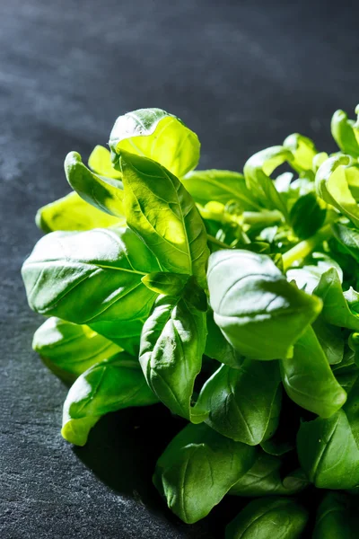 Hojas de albahaca fresca — Foto de Stock