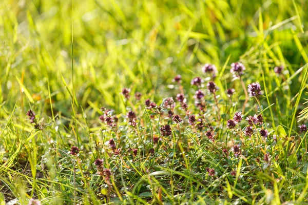 Prairie avec herbe verte — Photo